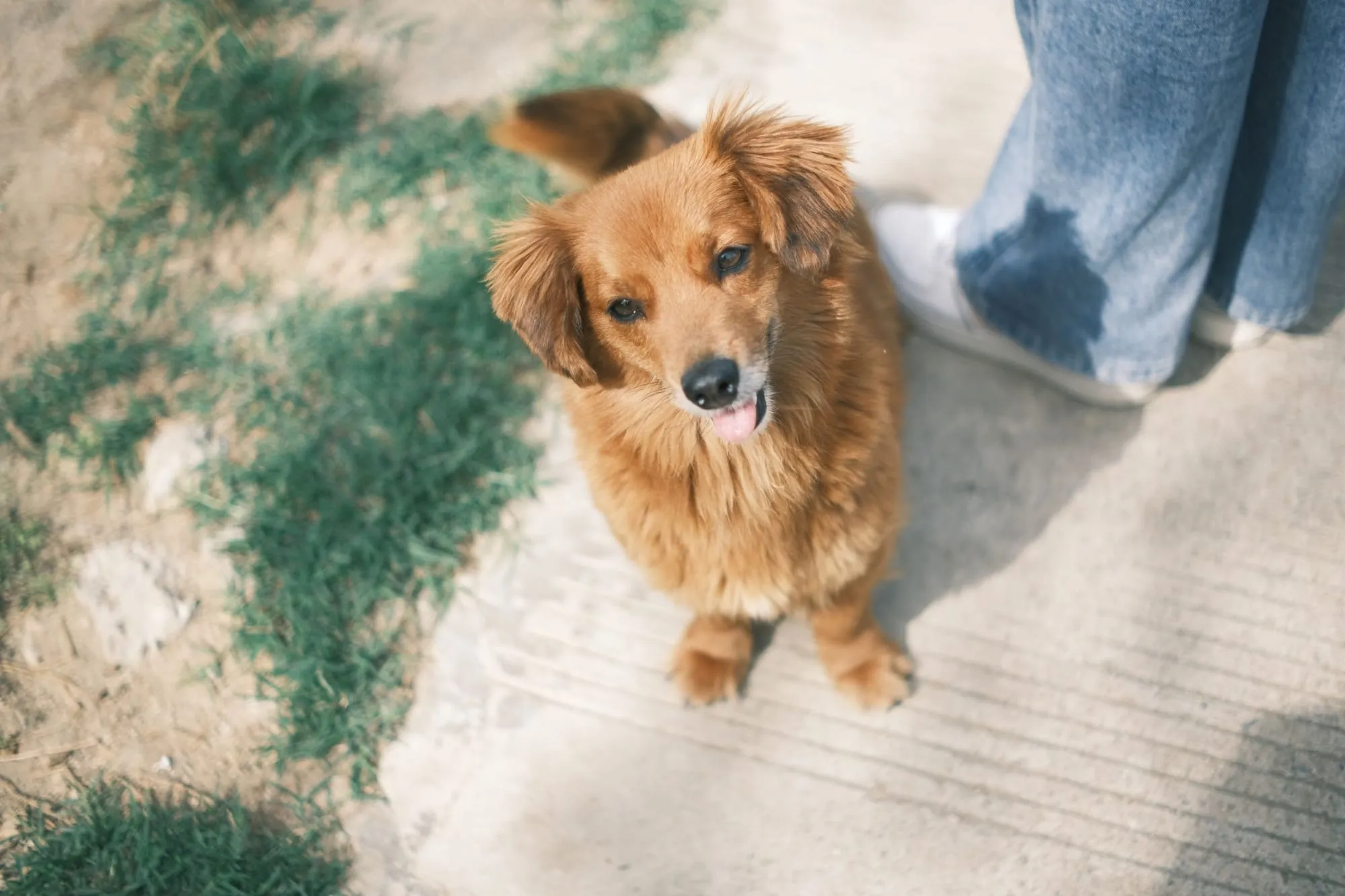 Hund sitzt entspannt neben seinem Menschen auf dem Gehweg